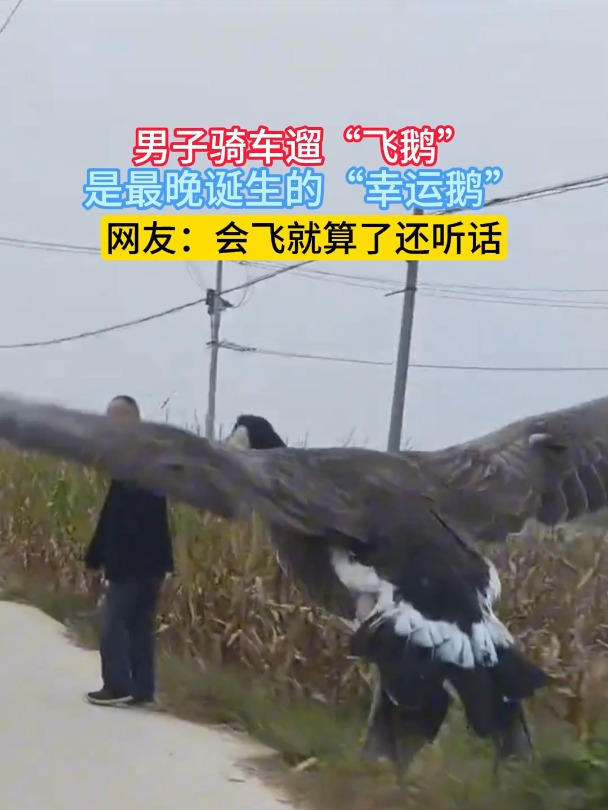 男子骑车遛“飞鹅”,是最晚诞生的“幸运鹅”