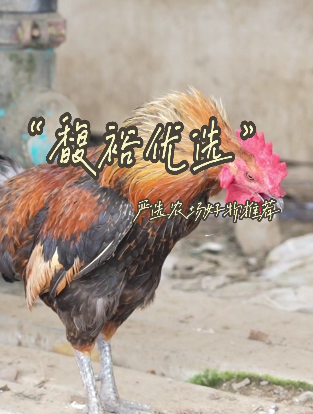 馥裕优选 · 严选北京智慧农场好物 果园下散养土鸡