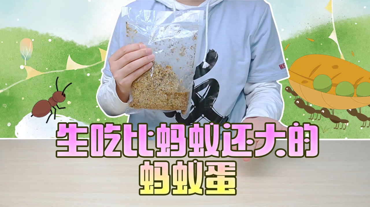 蚂蚁蛋三吃,一桌菜就这么出来了,尝尝味道咋样?