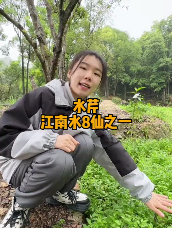 江南水八仙,水芹,水芹和毒芹怎么区分?