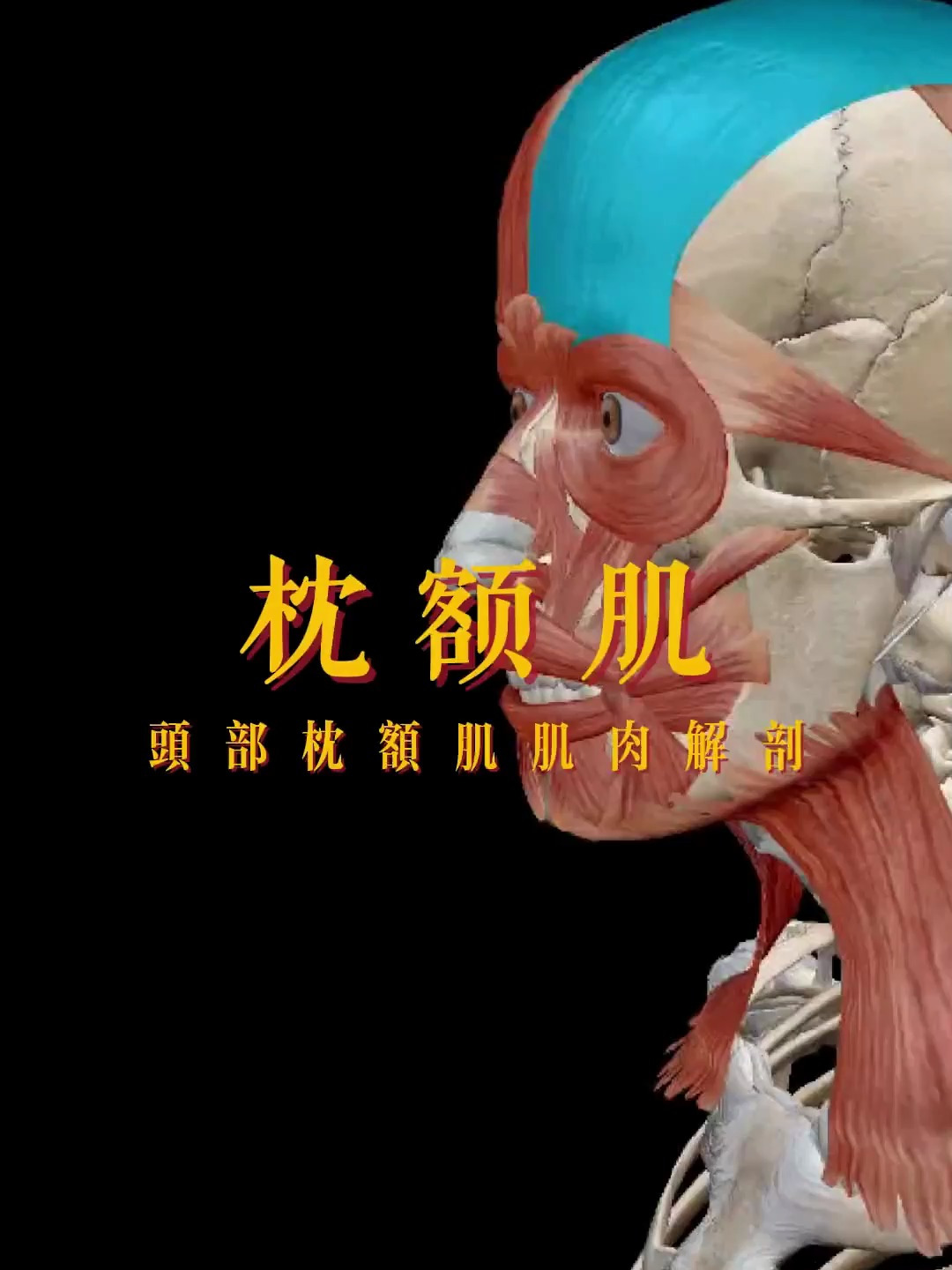 头部枕额肌肌肉解剖