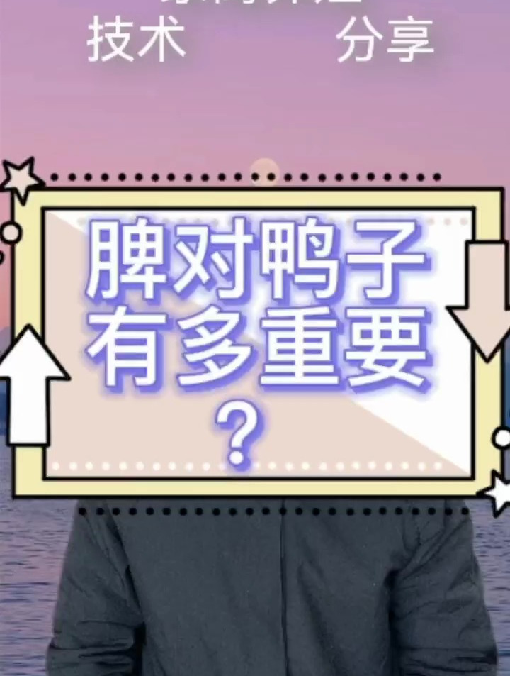 脾对鸭子有多重要 脾对鸭子有多重要 鸭子脾脏呈大理石脾