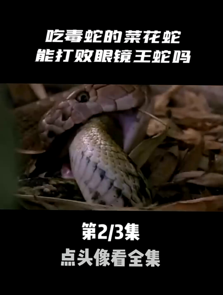 吃毒蛇的菜花蛇,能打败眼镜王蛇吗?谁才是蛇中之王?02