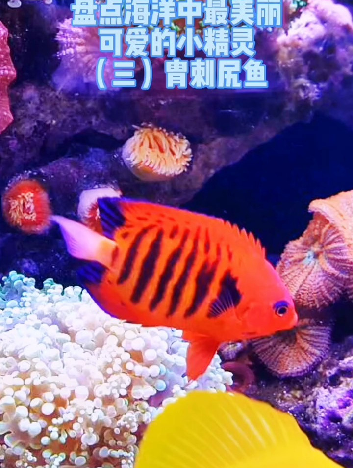 海洋生物中最美丽可爱的小精灵(三)