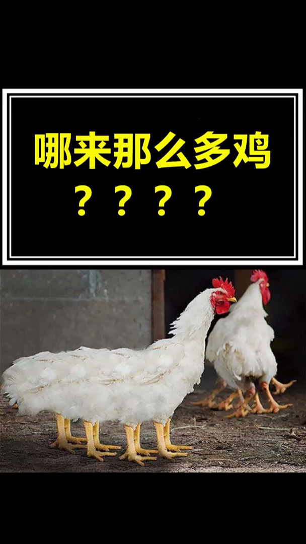 你想过吗,哪来那么多鸡,真的有6条腿、4对翅膀的鸡吗?