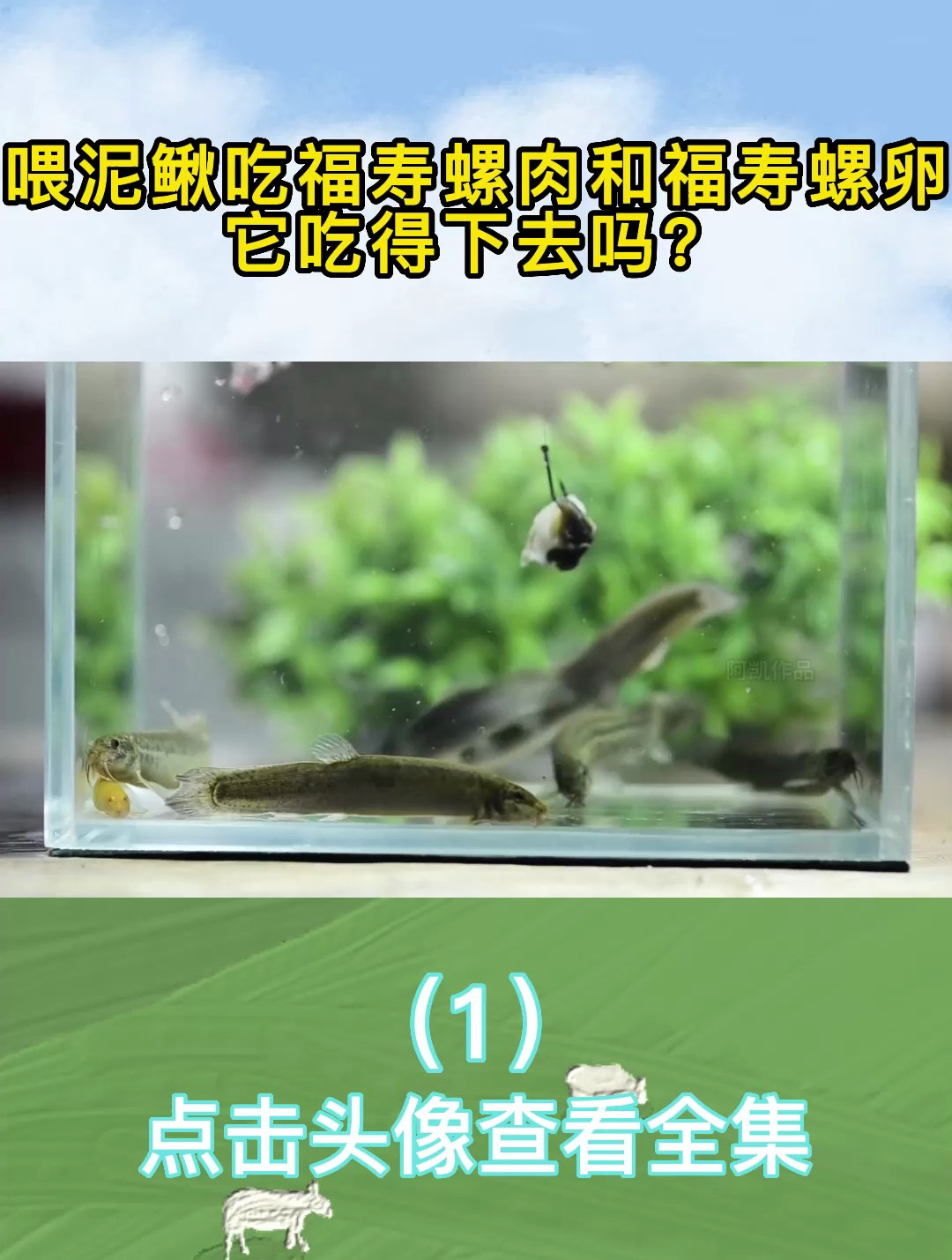 喂泥鳅吃福寿螺肉和福寿螺卵,它吃得下去吗?