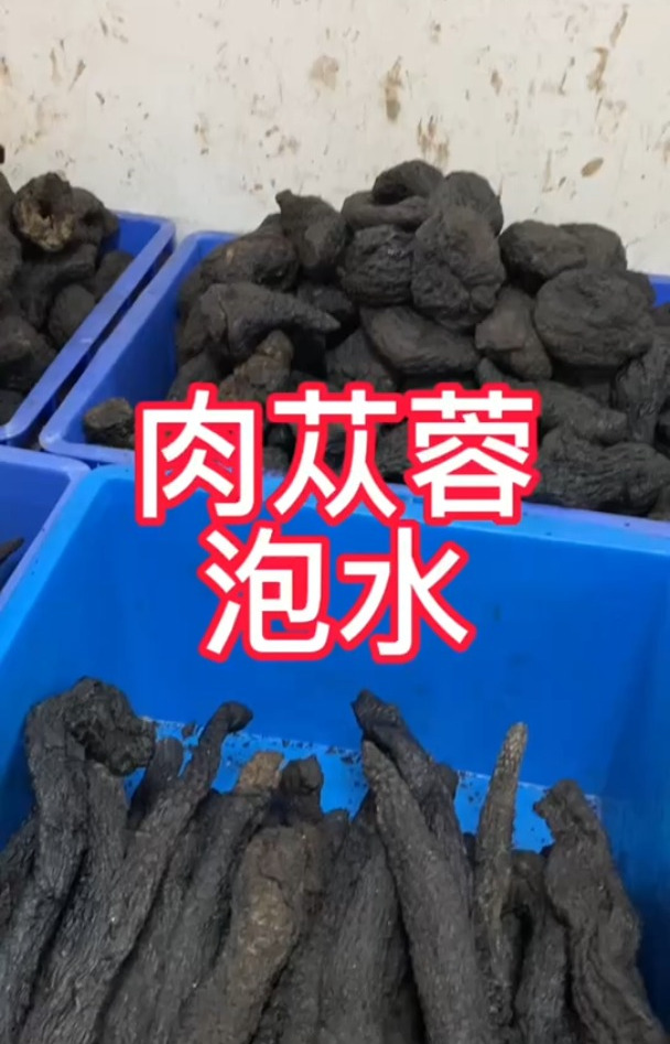 肉苁蓉泡水喝,你有尝试过吗