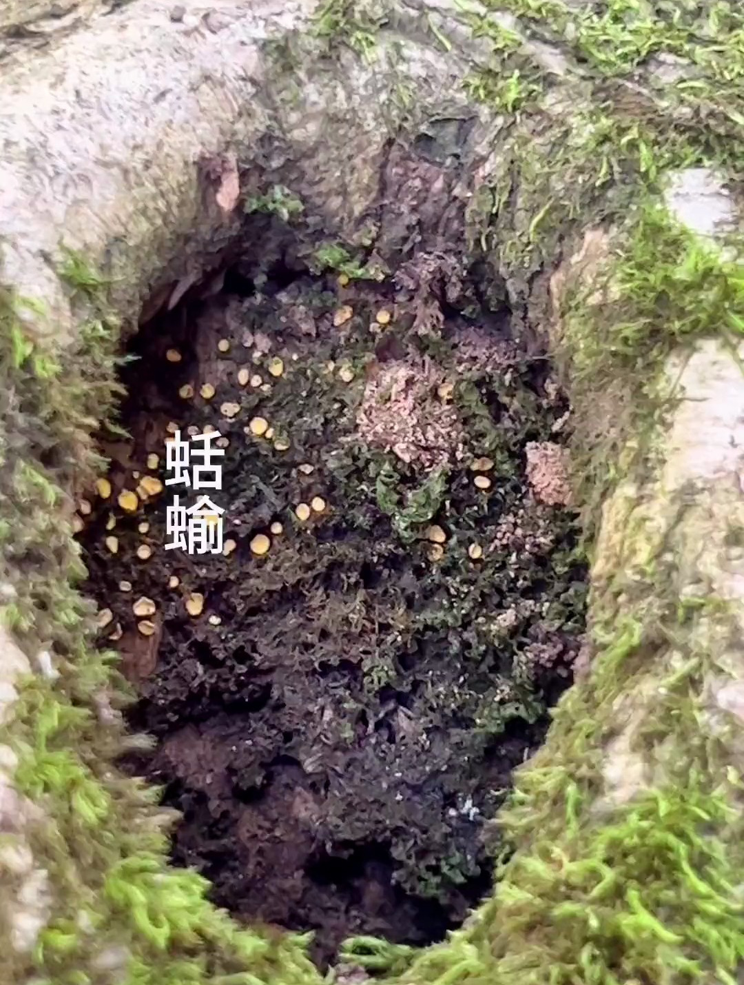 好啦 你们说的没有壳的蜗牛来了 蛞蝓又叫鼻涕虫也可以叫它蜗牛