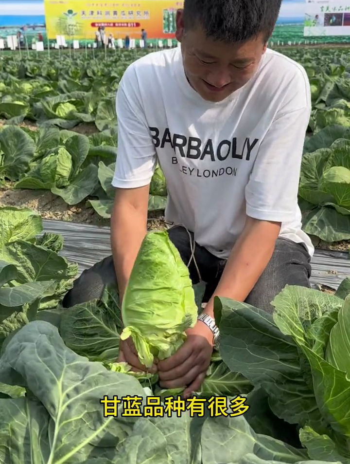 农村一种菜,长相形似牛心,很多人不敢吃,殊不知价值珍贵