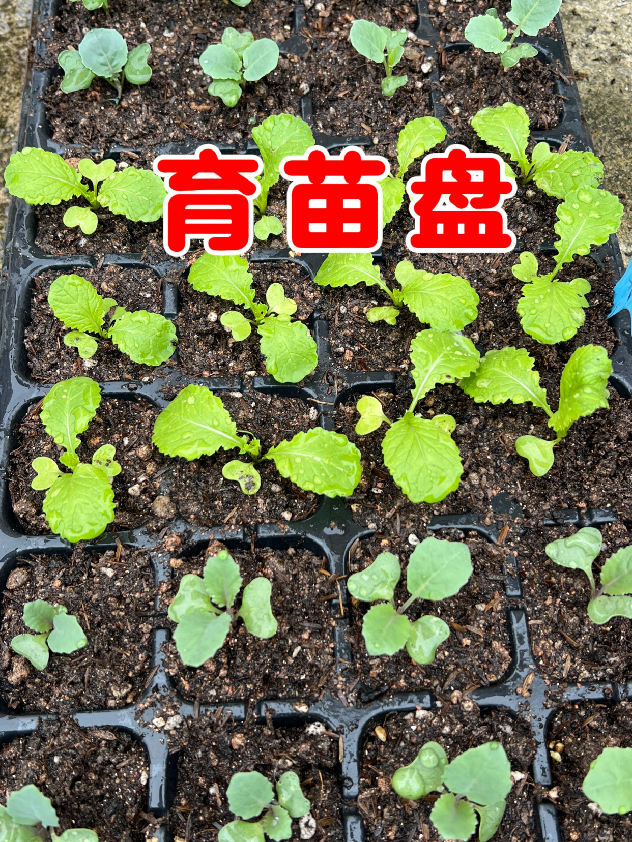 蔬菜育苗经常出现高脚苗,大家可以试试这个育苗盘