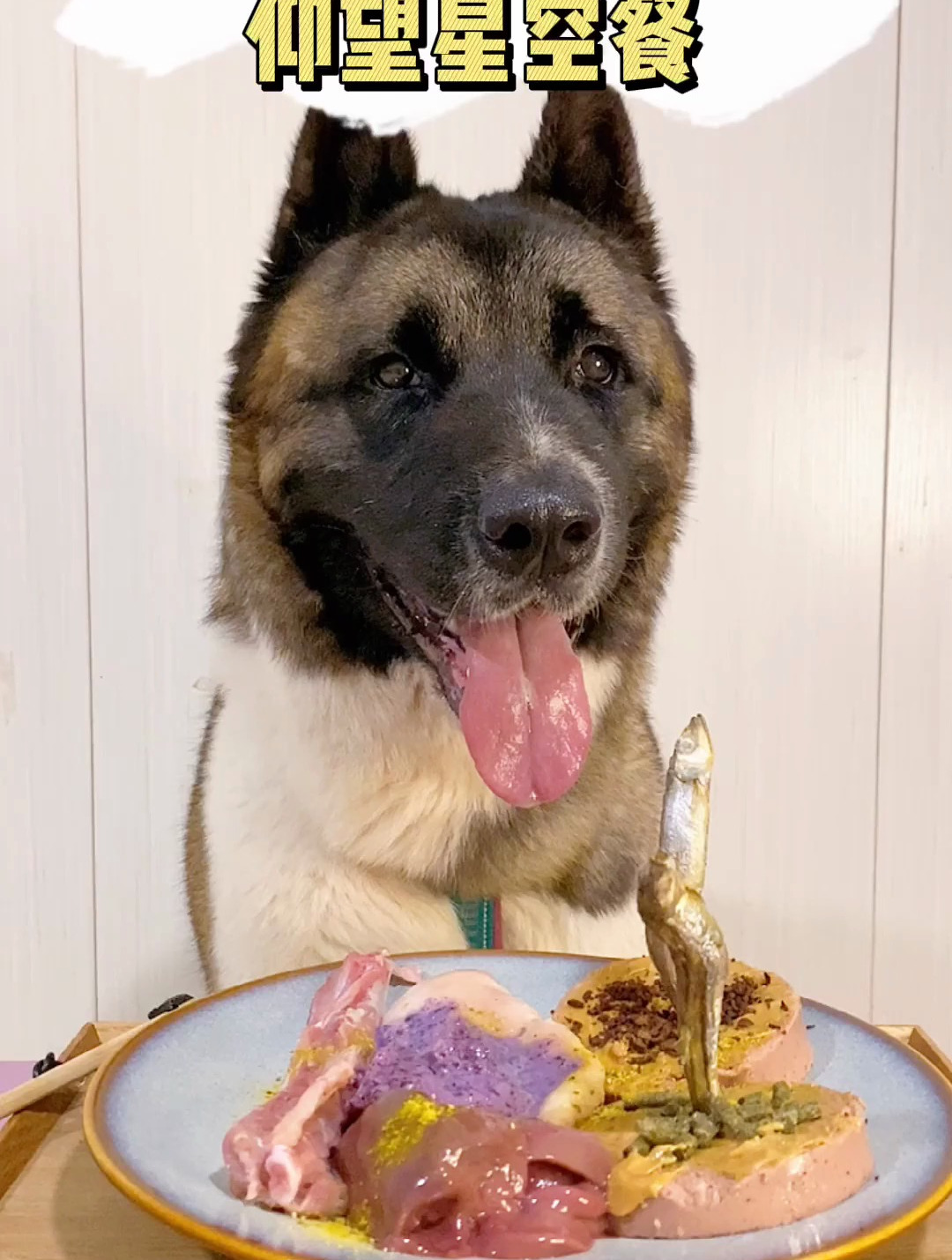 沙雕鱼的仰望~ 萌宠出道计划