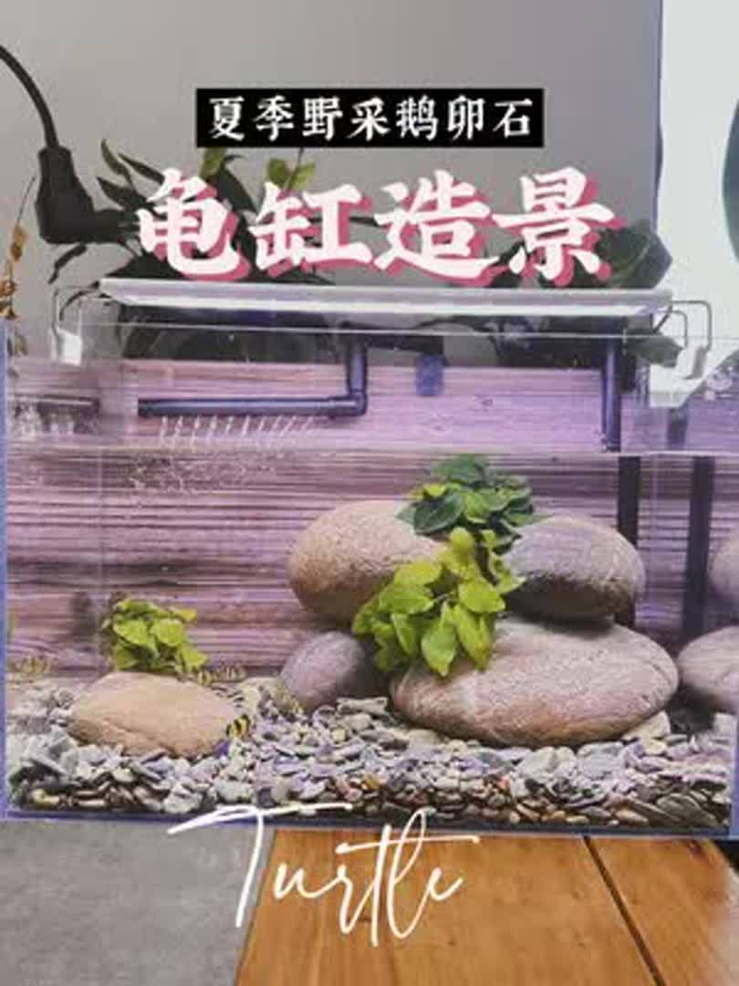 河里野采了一些鹅卵石,给我的小龟龟做了个新家,你们看看造景