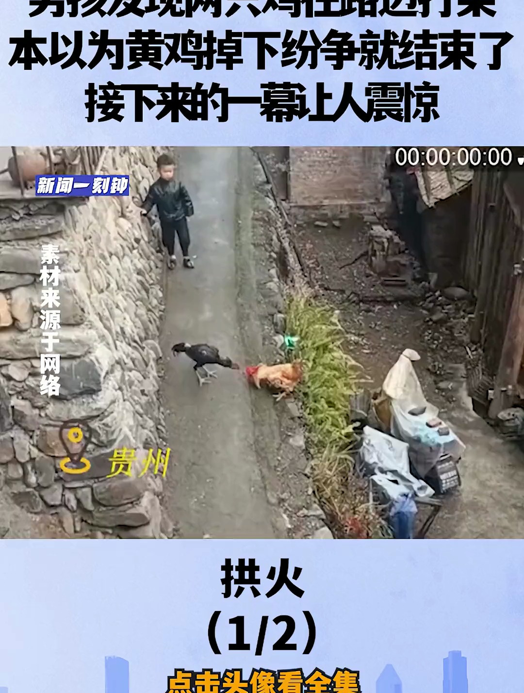 男孩发现两只鸡在路边打架,本以为黄鸡掉下纷争就结束了