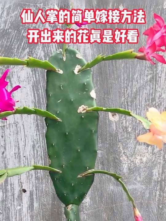 仙人掌的简单嫁接方法开出来的花真是好看仙人掌的简单嫁接方法开出来的花真是好看