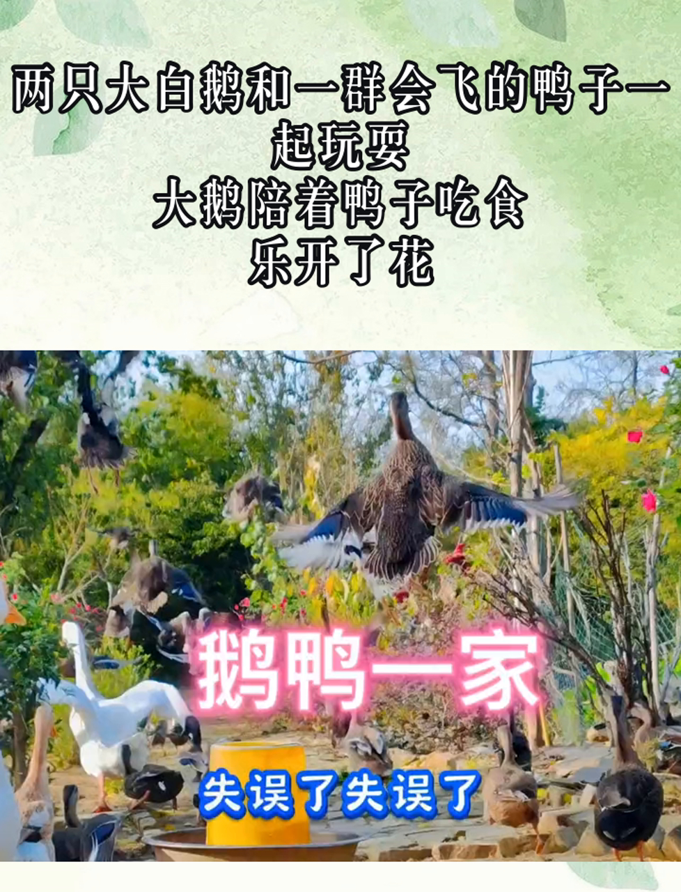 两只大白鹅和一群会飞的鸭子一起玩耍,大鹅陪着鸭子吃食,乐开了花