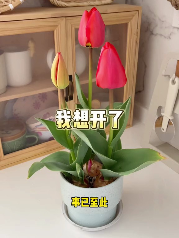 Day1早餐盘:猪猪芋泥包 减肥打卡 卡通包 减肥早餐 早餐吃什么