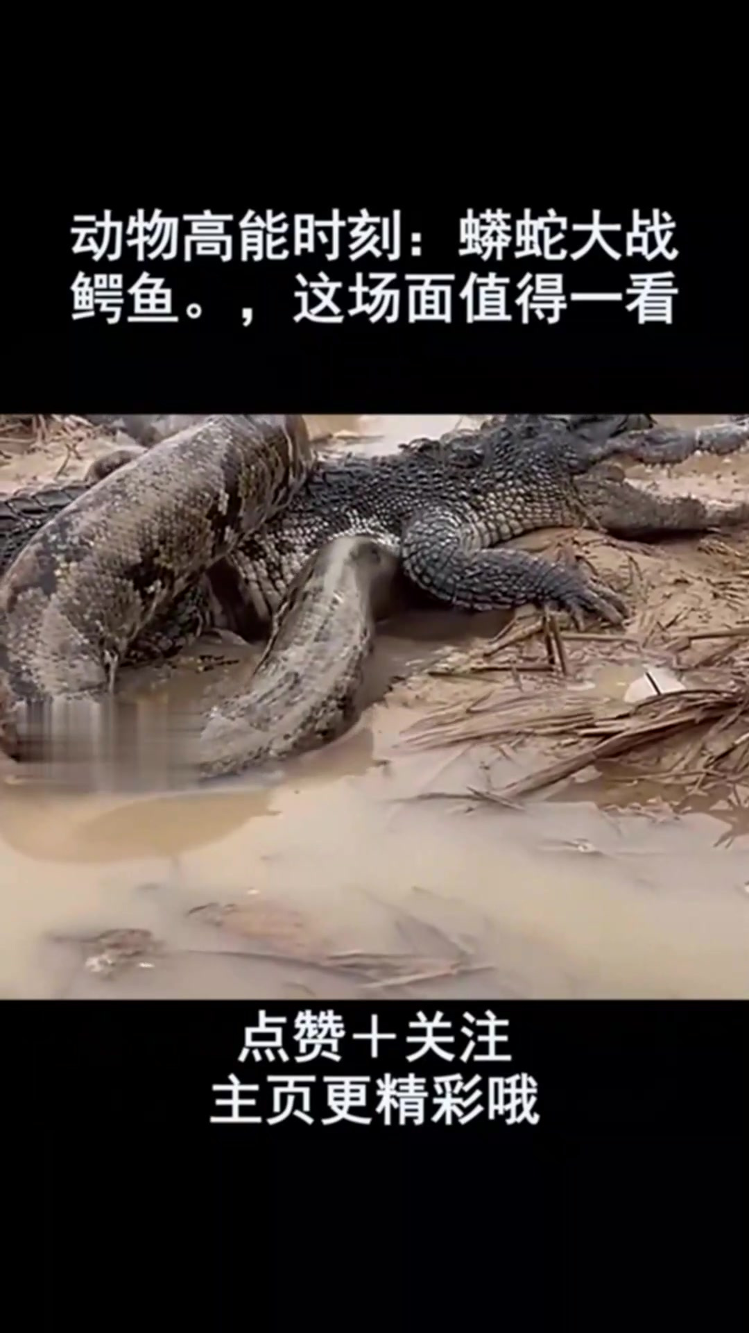 动物高能时刻:蟒蛇大战鳄鱼,这场面值得一看