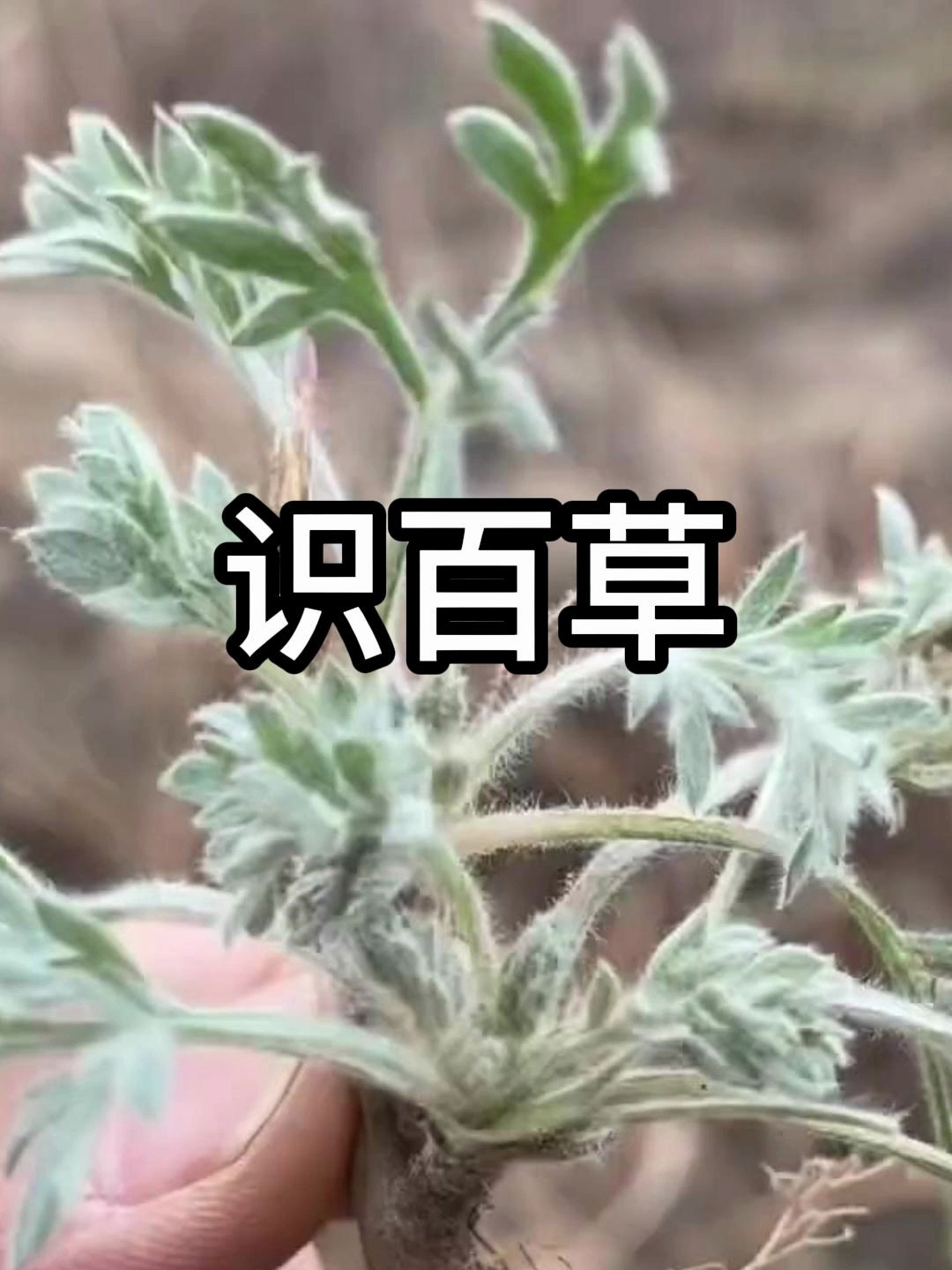 又到了吃野菜的季节了,今天和大家盘点一下春天美味的各种野菜