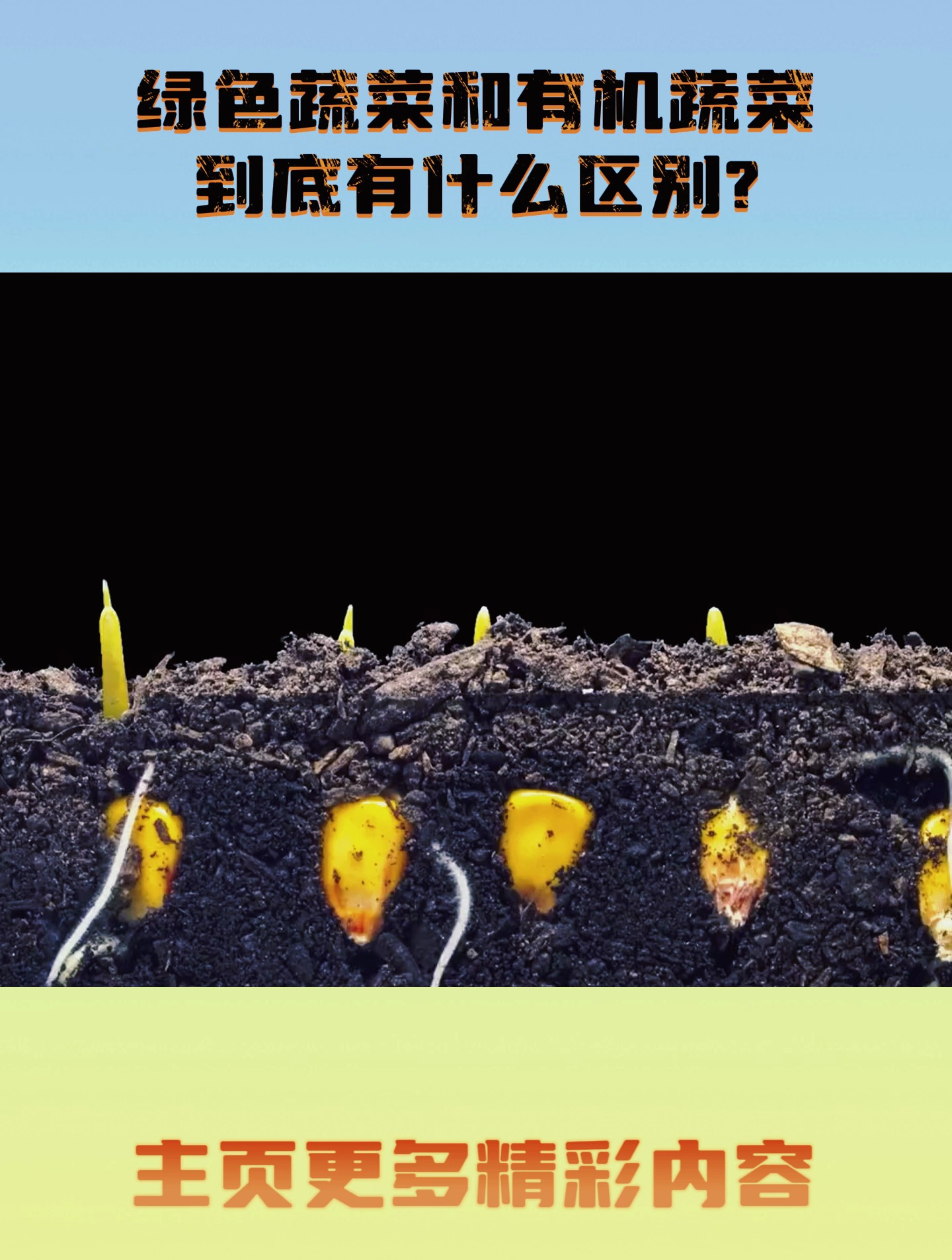 绿色蔬菜和有机蔬菜到底有什么区别?