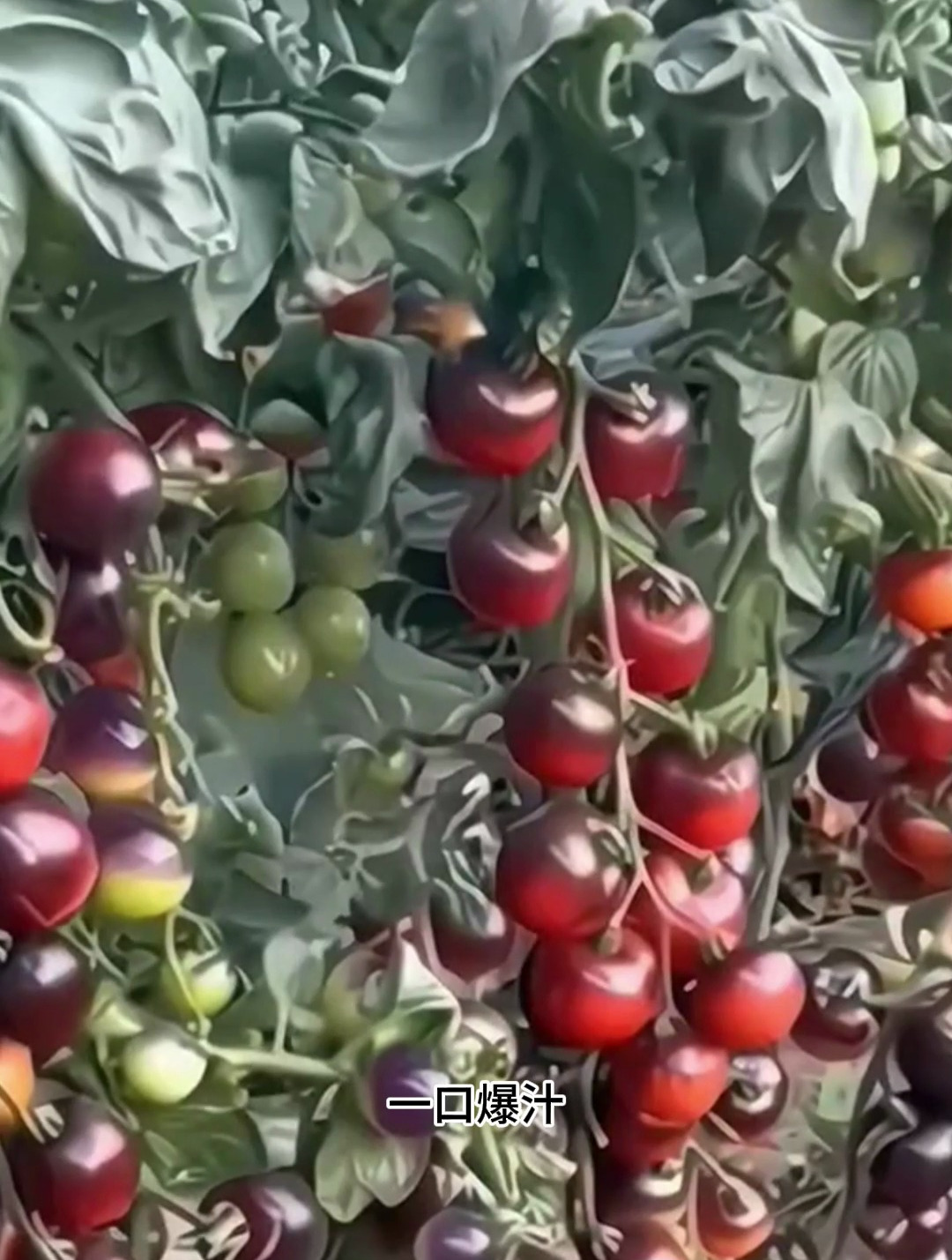 黑色小番茄种子,盆栽四季,阳台小院均可种植,口感特别好