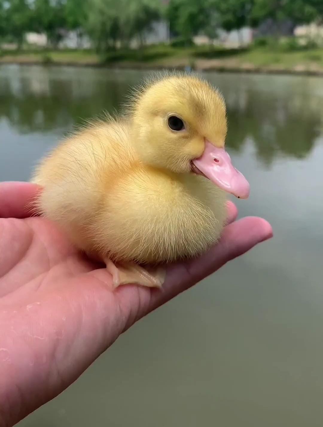 小鸭子来河边游泳