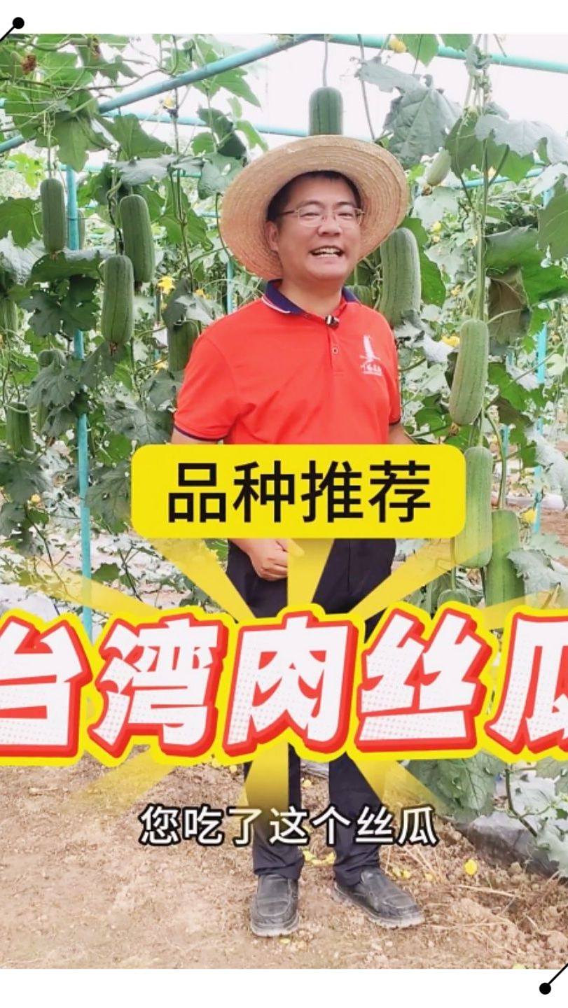 2025年8月4日 台湾肉丝瓜-品种推荐