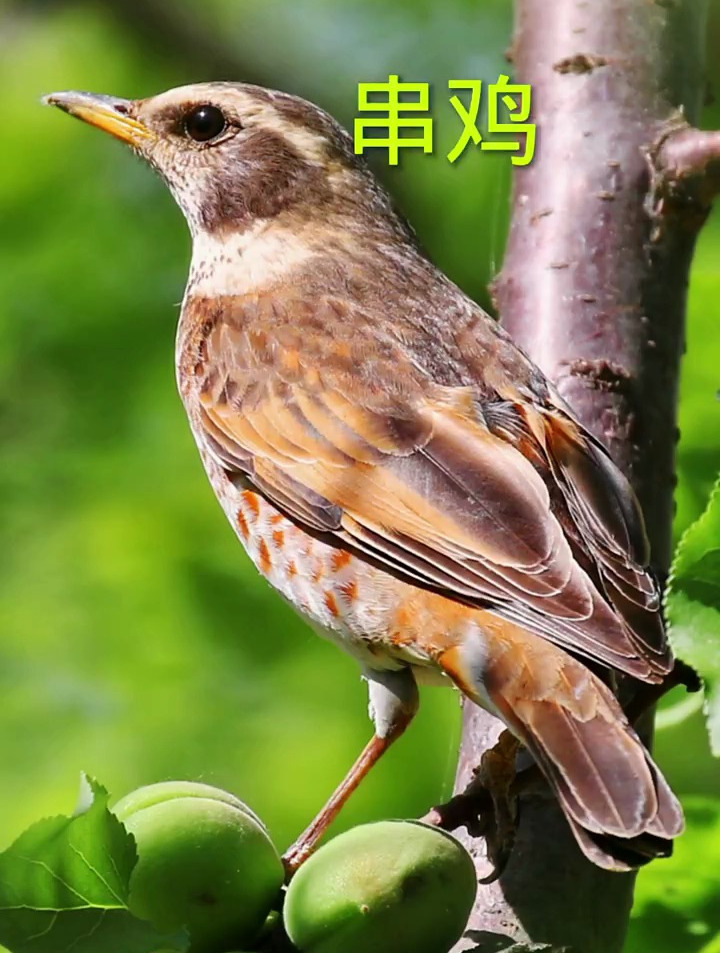 樱桃熟了,串鸡鸟儿叽叽喳喳开始鸣叫了