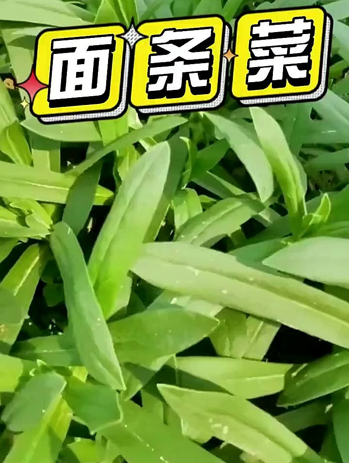 像面条一样的菜你吃过吗