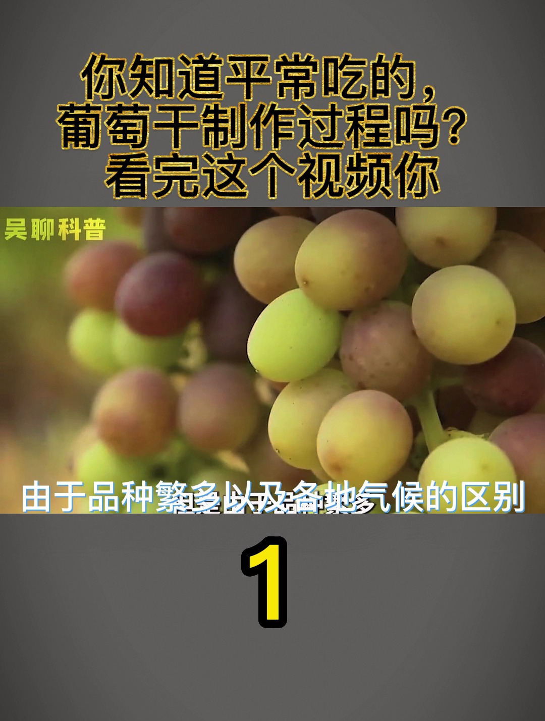 你知道平常吃的,葡萄干制作过程吗?看完这个视频你