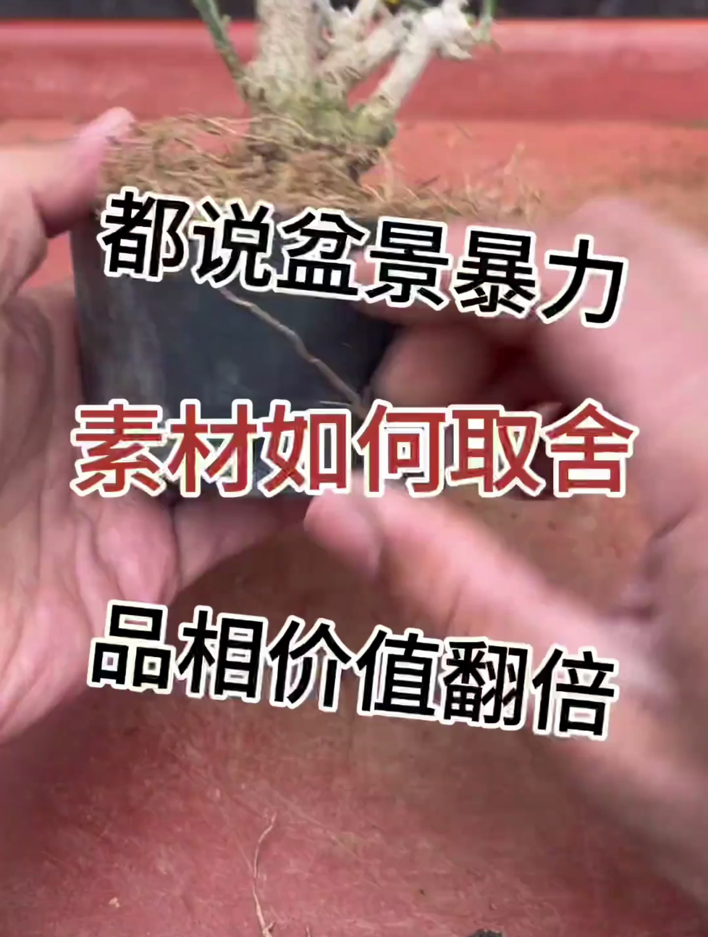 都说盆景暴力,素菜如何取舍让品相价值翻倍?