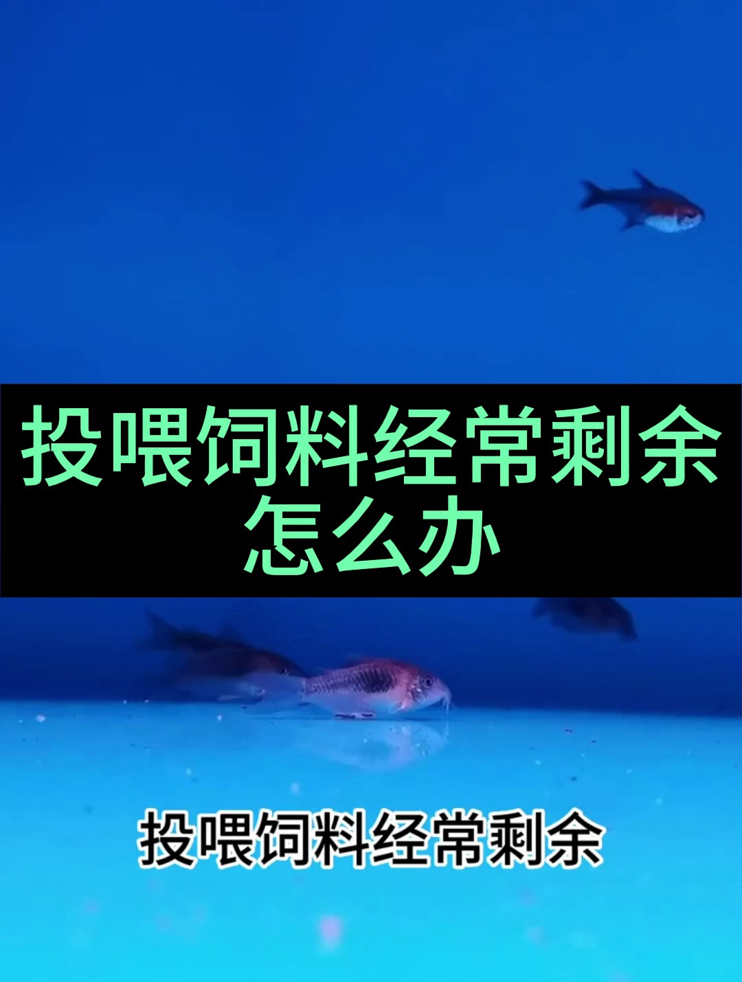 投喂饲料经常剩余?咖啡鼠鱼了解一下!