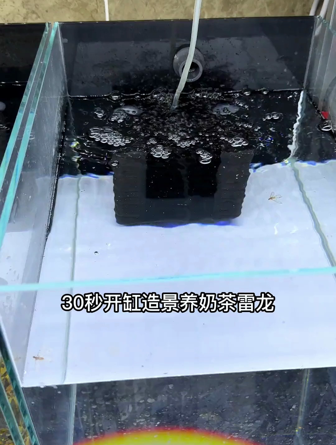 30s沉浸式开缸造景!你喜欢小型雷龙吗!