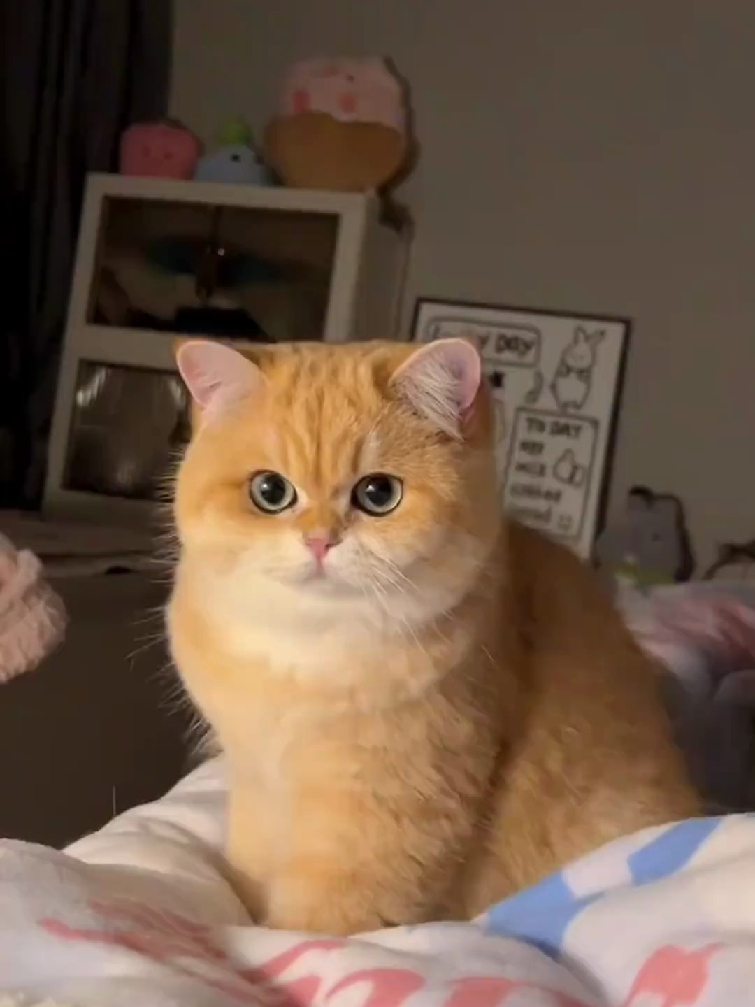 常见的猫咪品种大全,你还知道哪些?