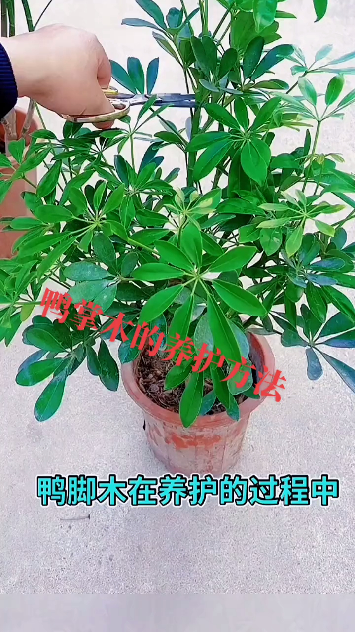 鸭掌木的养护方法