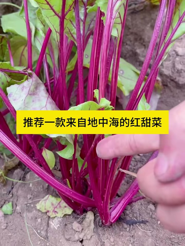红甜菜根,从顶端到根部都可食用,根部更是生吃比水果还甜