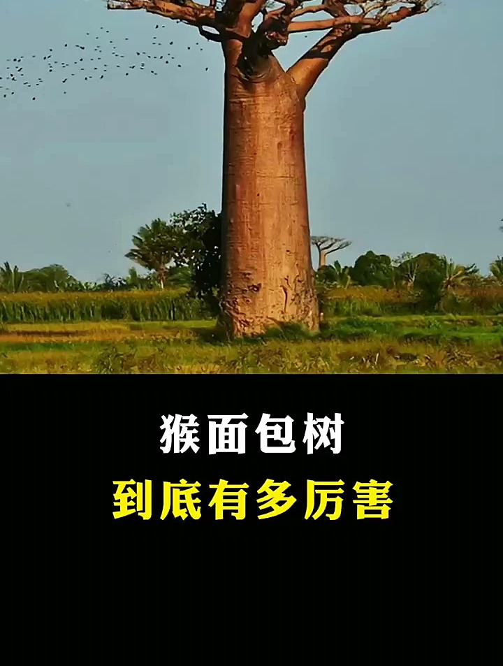 你想养一棵猴面包树吗?