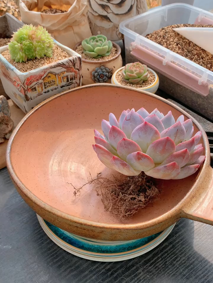 大橙子日常修根喽,主要就像展示一下这颗大橙子