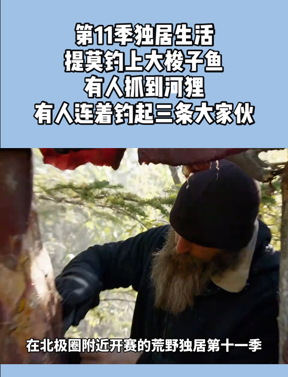 第11季独居生活,提莫钓上大梭子鱼,有人抓到河狸,有人连着钓起三条大家伙