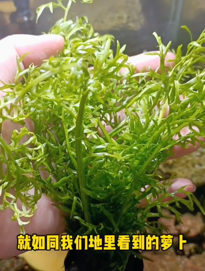 你知道水芹水草吗？水芹水草属于鱼缸造景水草的中后景阴性水草~