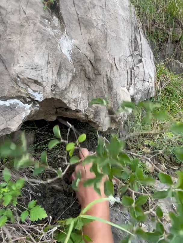 种一棵丁香微盆景!