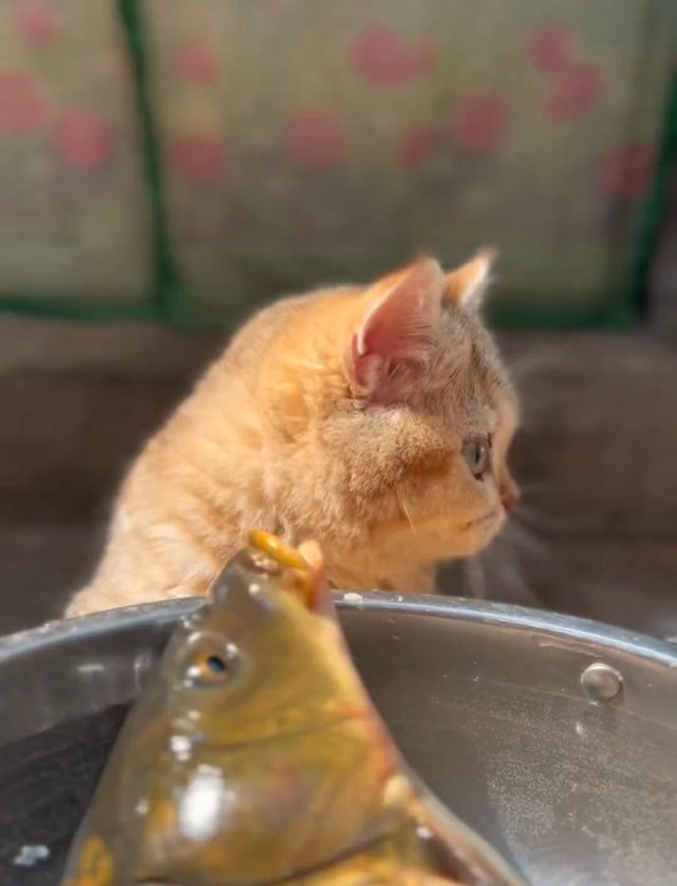 猫咪爱上鱼