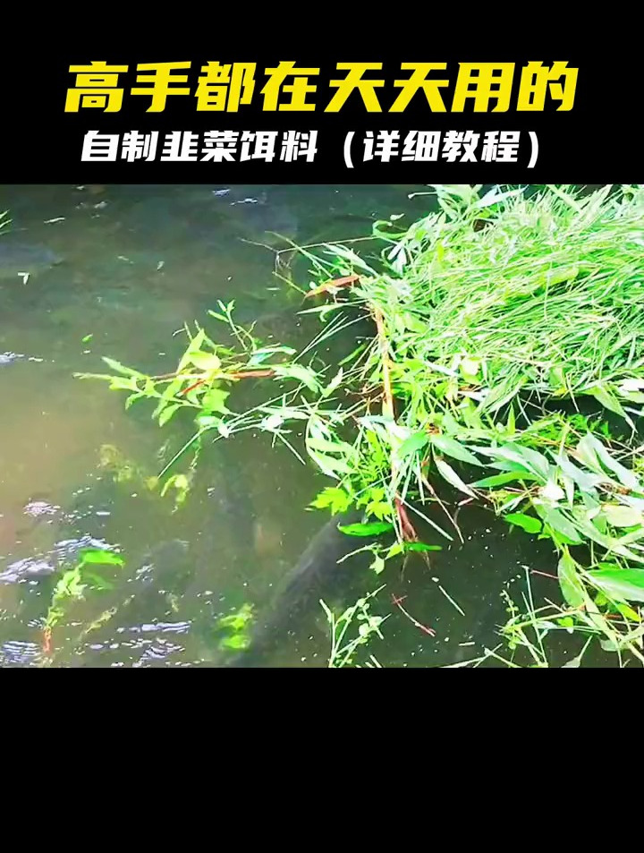 钓草鱼专用的自制韭菜饵料,高手都在用,你确定不试试吗?