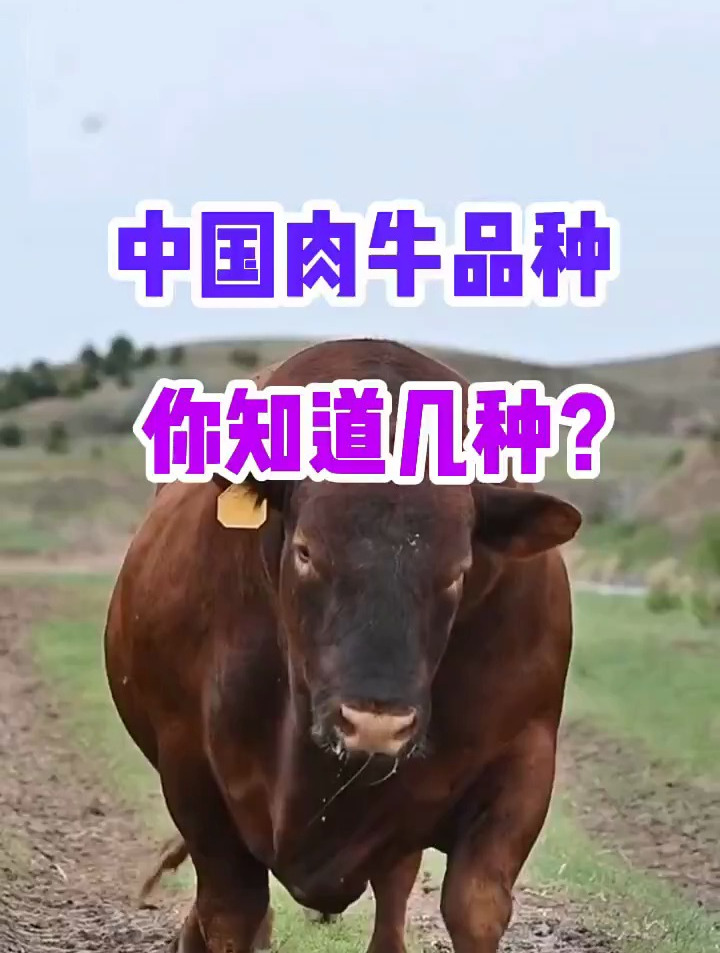中国肉牛品种,你知道几种?