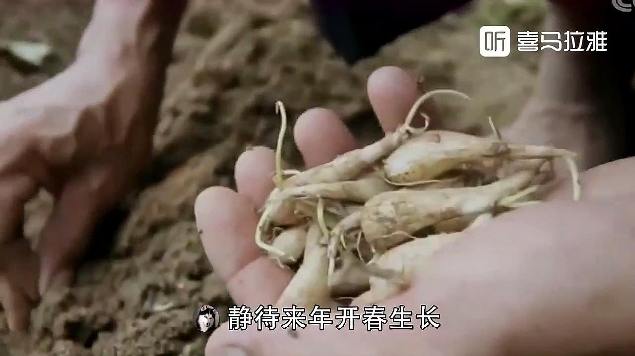 [图]趣配音《舌尖上的中国2:应季而做,应季而收》视频片段