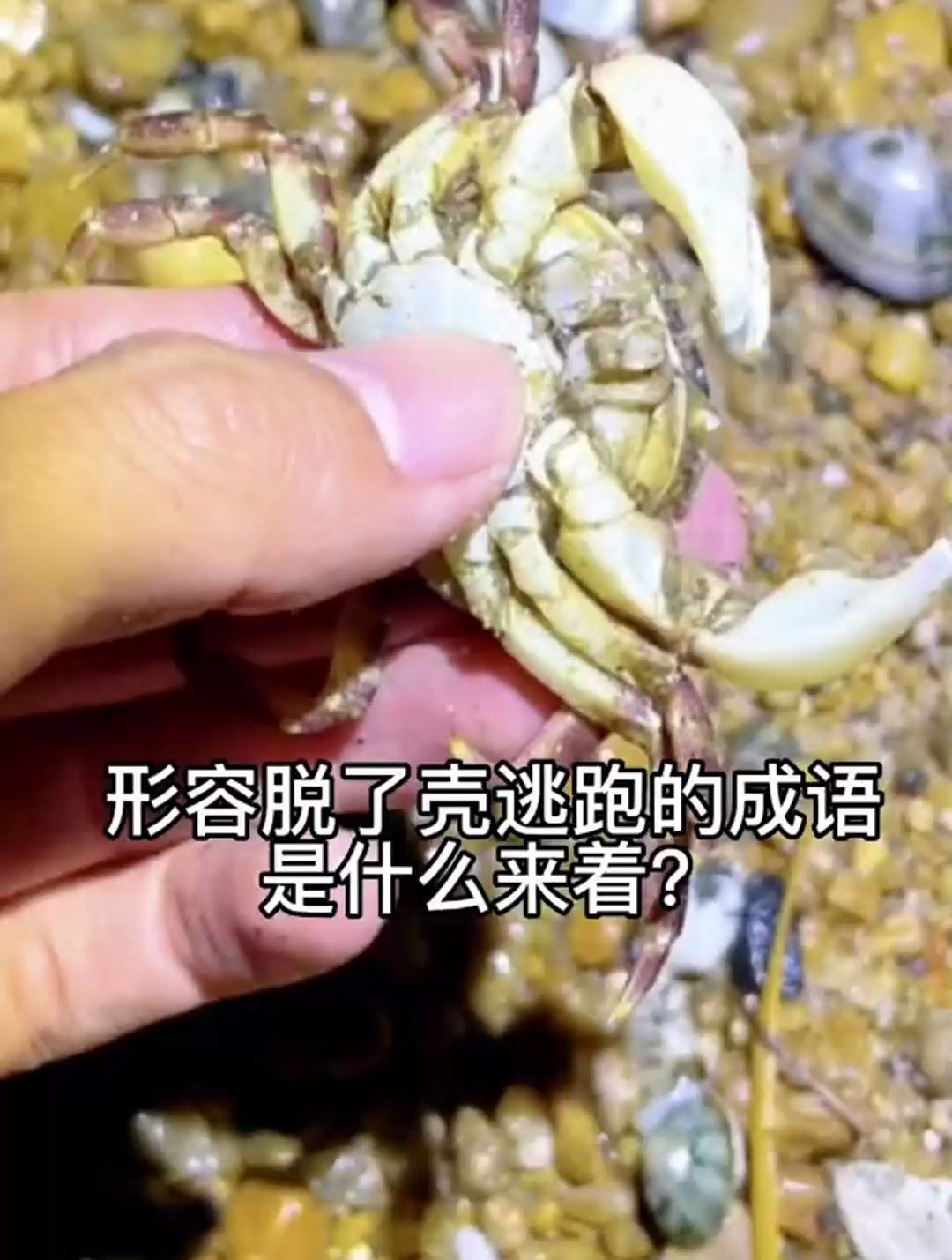 形容脱了壳逃跑的成语是什么来着?