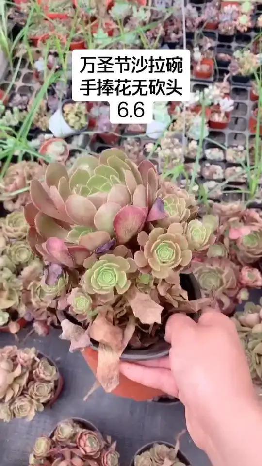 万圣节沙拉碗法师