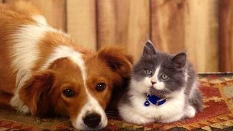 俗语:“猪来穷,狗来富,猫来头上顶白布”,啥意思?