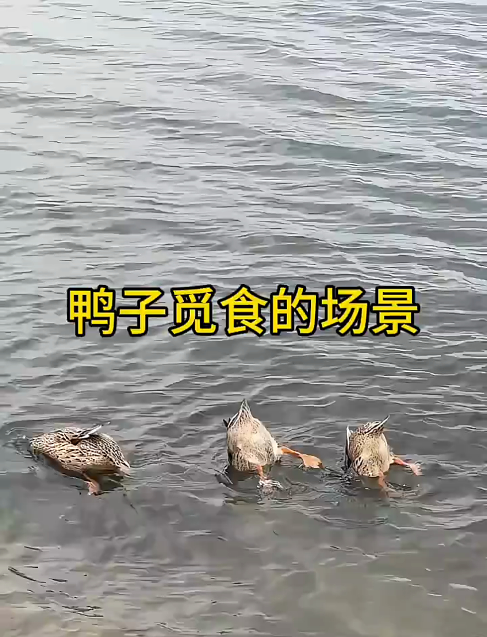 小鸭子觅食的场景