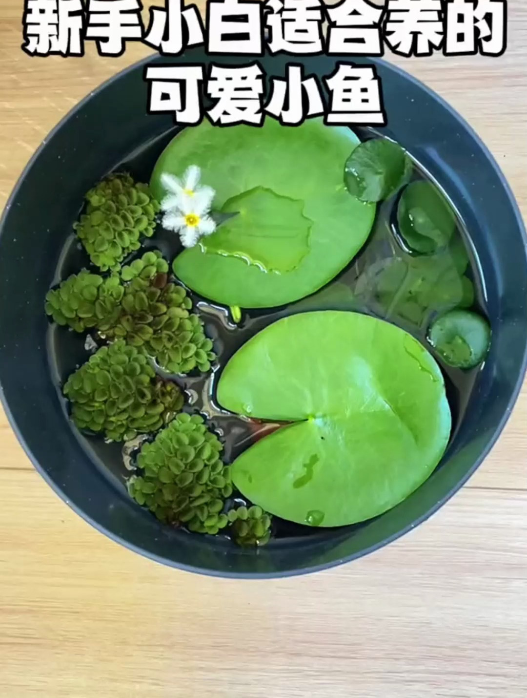 新手适合养什么品种的小鱼?分享不用打氧超级好养,喜欢的点赞哦