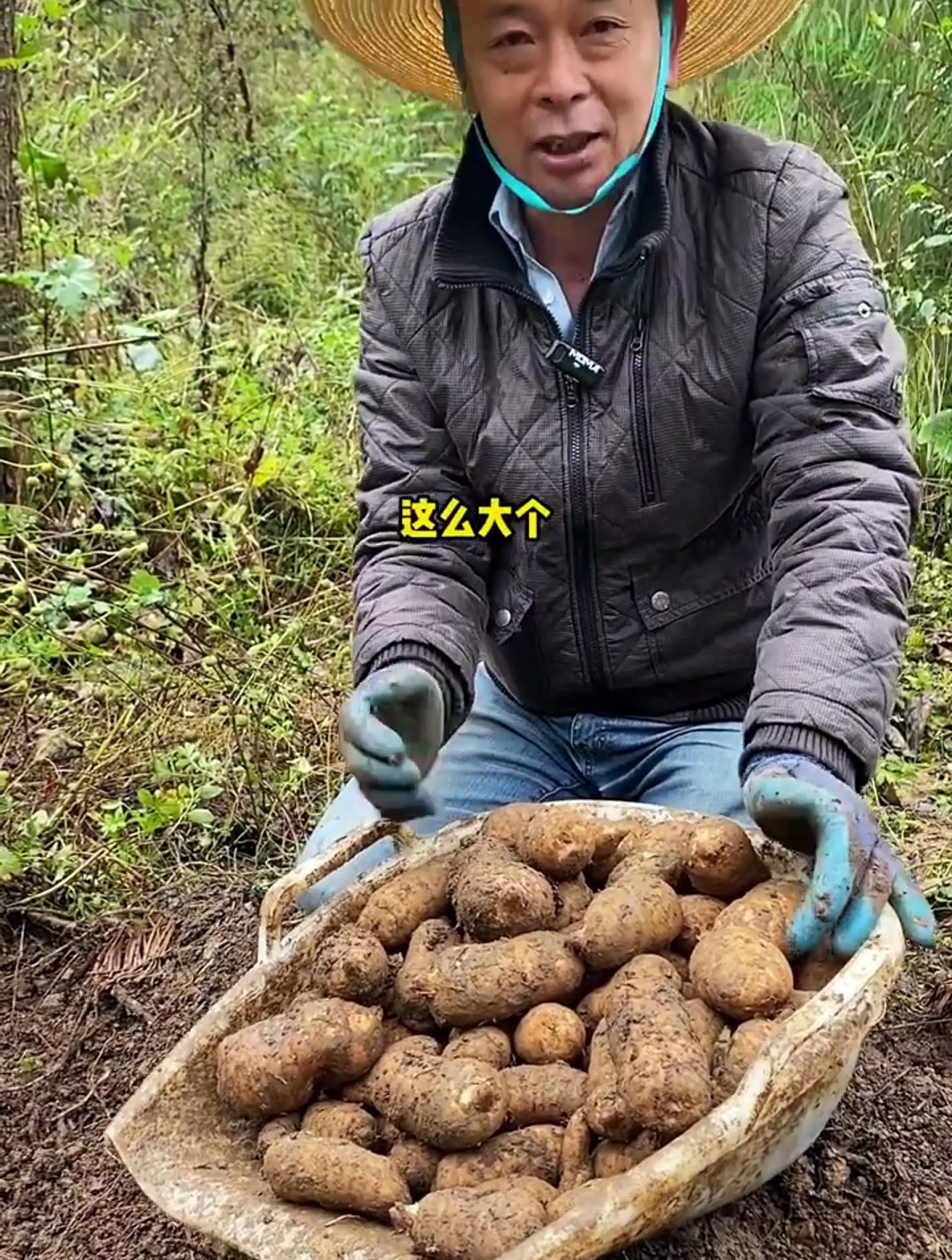 乌鸡炖天麻 入冬第一补 走过路过了解一下